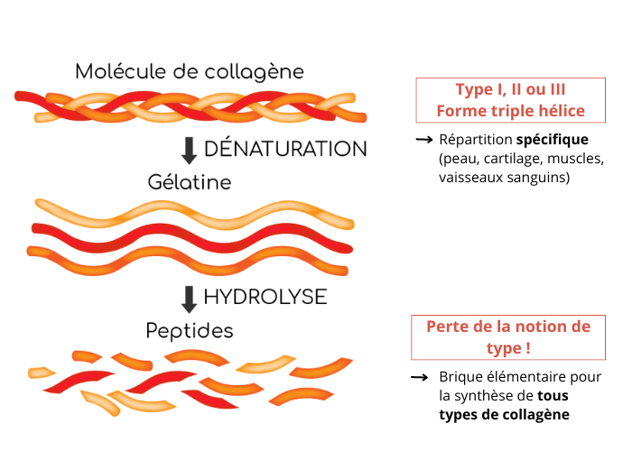 procédure d'hydrolyse du collagène